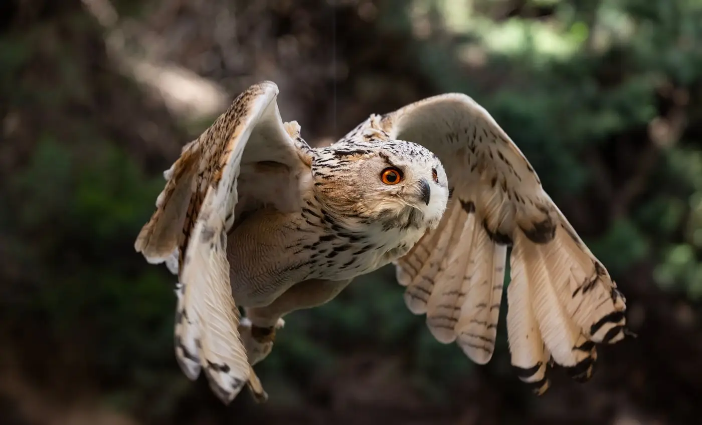 Eagle owl in flight with wings spread against a dark green forest